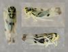 Eupteryx atropunctata
